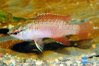 Dario dario - Bengaals vuurtje