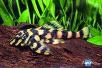 Zonancistrus pulcher - L 168 Butterfly pleco