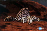 pterygoplichthys gibbiceps