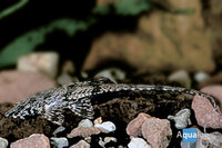 Rineloricaria Parva - Zweepstaartalgeneter