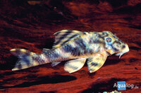 Peckoltia vittata - L104 Clown pleco
