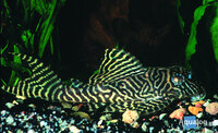 Hypancistrus Sp - L-  66 King Tiger Pleco Nakweek M