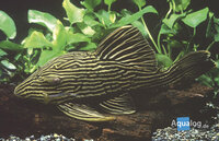 Panaque sp L-27/LDA-63 gold line M