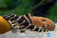 Panaque sp. - L-204 black/yellow stripe pleco