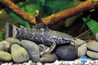 Hoplosternum thoracatum - Kwikwi