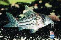 Corydoras schwartzi - Schwartz's bodemkuiser