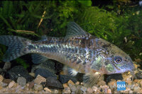 Corydoras paleatus - Marmerbodemkuiser