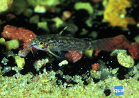 Aspidoras spilotus - Spilotus bodemkuiser