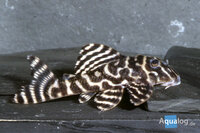 Hypancistrus sp L333 - Gele koningstijgermeerval