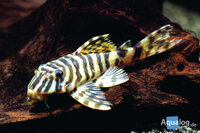 Peckoltia compta L 134