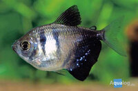 Gymnocorymbus ternetzi - Zwarte tetra