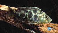 Nimbochromis venustus - 'Venustus' malawicichlide
