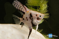 Pterophyllum scalare koi diamond - Koi maanvis