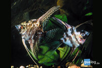 pterophyllum scalare gold/marble