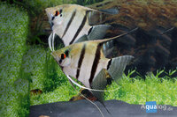 Pterophyllum scalare dantum - Dantum maanvis