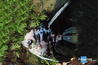 pterophyllum scalare dalmation