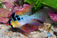 Mikrogeophagus ramirezi - Sluierantennebaarsje