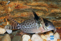 corydoras agassizii