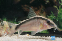 corydoras arcuatus