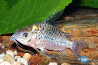 corydoras sodalis