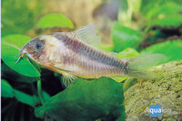 Corydoras rabauti - Rabaut's bodemkuiser