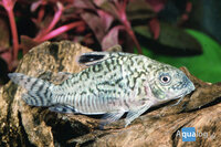 Corydoras reticulatus