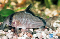 corydoras metae