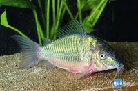 Brochis coeruleus/splendens - Smaragd pantserwels