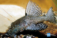 Ancistrus sp. - Algeneter