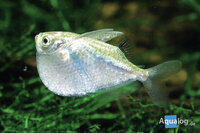 Thoracocharax stellata - Blanke bijlzalm