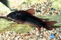 CORYDORAS AENEUS "BLACK VENEZUELA"