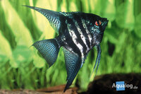 PTEROPHYLLUM SCALARE  - 'Smoke' maanvis