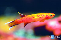 Aphyosemion australe - Goud kaap lopez