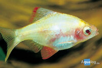 BARBUS/PUNTIUS TETRAZONA - Albino sumatraan