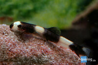 Yaoshania pachychilius - Panda goby