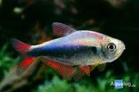 Hyphessobrycon wadai - Wadai tetra