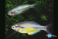 Melanotaenia herbertaxelrodi - Tebara regenboogvis