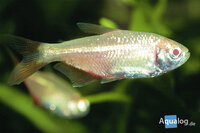 Hemigrammus caudovittatus gold - Gouden ruitenvlekzalm