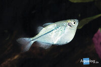 Gasteropelecus sternicla - Zilverbijlzalm