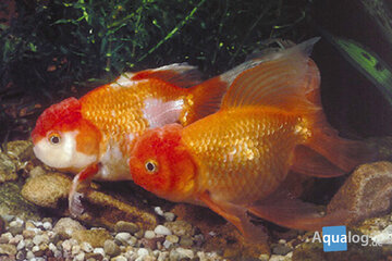 Carassius auratus - Leeuwekop mix -    8-10 cm