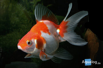 CARASSIUS AURATUS - RYUKIN MIX