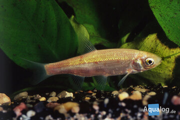 leuciscus idus - goudwinde -    7-10 cm