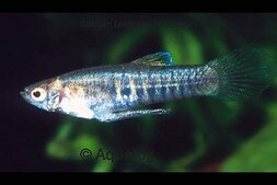 Neoheterandria Elegans - Oranje dwergtandkarper