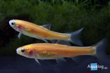 Pimephales promelas - Goud elrits/Mona Lisa