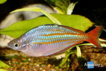 Melanotaenia parva - Parva regenboogvis