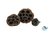 Lotus pods 3x  - 5-10cm
