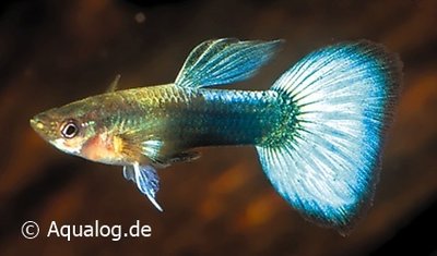 Poecilia reticulata - Guppy man neon blauw