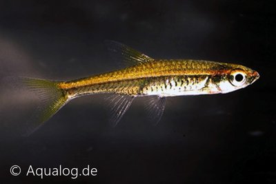 Rasbora Pauciperforata