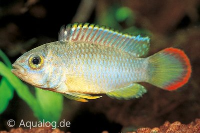 Apistogramma Nijsseni - Panda Dwergcichlide