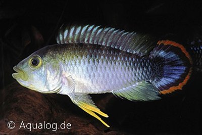 Apistogramma Panduro - Pandurus Dwergcichlide